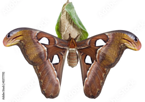 Obraz moth
