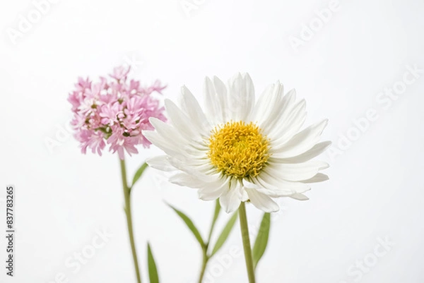 Fototapeta Close-up of a single white daisy with pink flower in the background