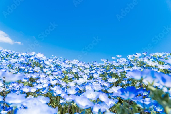 Obraz Nemophila Miharashi Hill