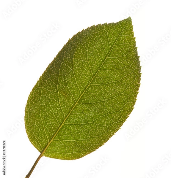 Fototapeta Green Leaf Isolated