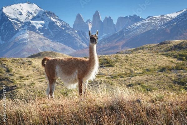 Fototapeta Guanaco w krajowych wieżach Paine, Patagonia, Chile, Chile