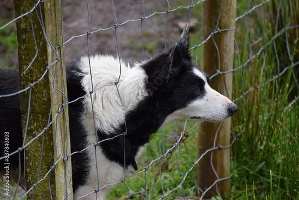 Obraz Bordercollie