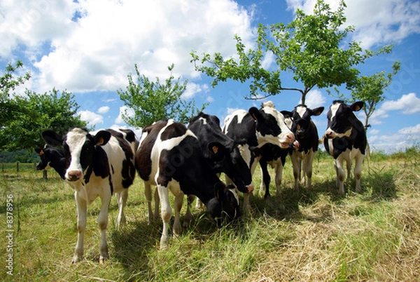 Fototapeta Group of cows