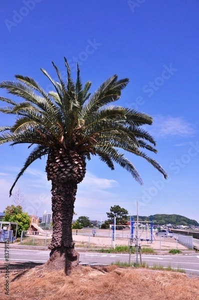 Obraz 青空とソテツ