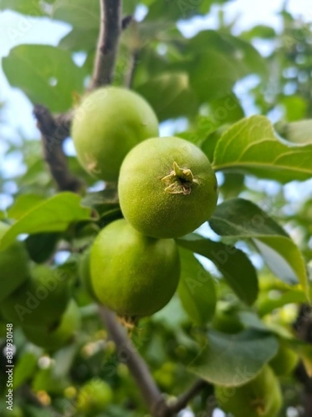 Fototapeta apples on tree