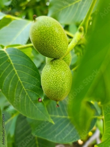 Obraz green walnuts on tree