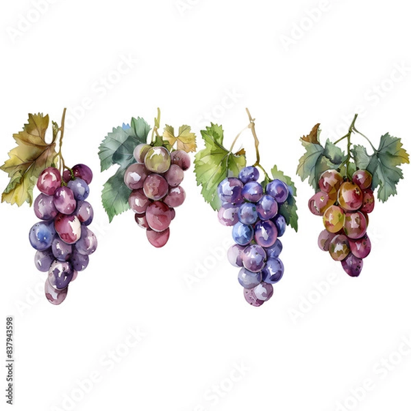 Fototapeta Set Grape on a white background watercolor hand drawing