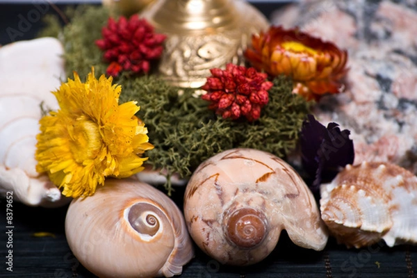 Obraz shells and rock in moss