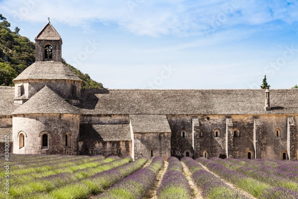 Fototapeta Lavander field