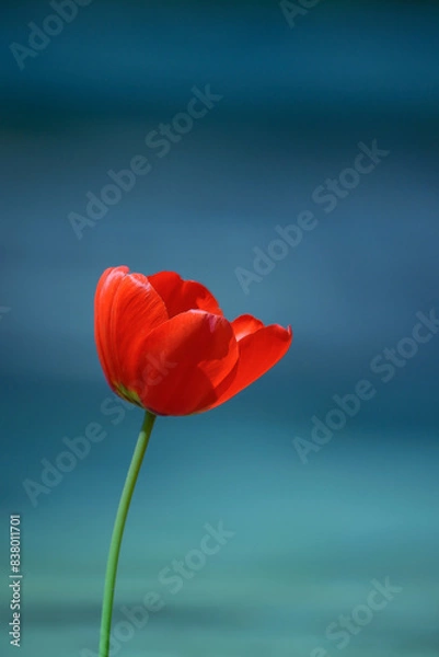 Obraz Jeden czerwony kwiat tulipan na niebieskim tle minimalizm bokeh
