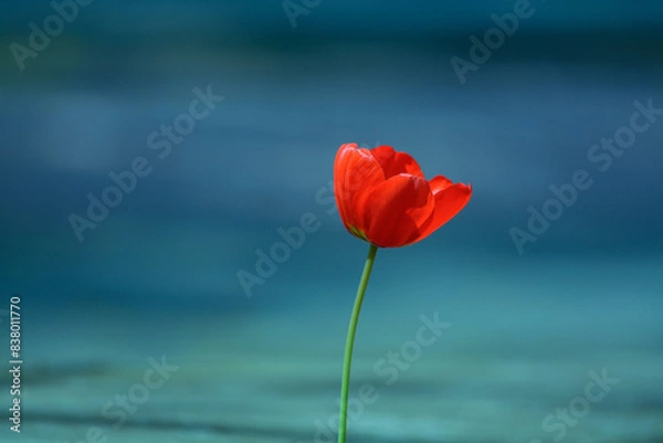 Obraz Jeden czerwony kwiat tulipan na niebieskim tle minimalizm bokeh