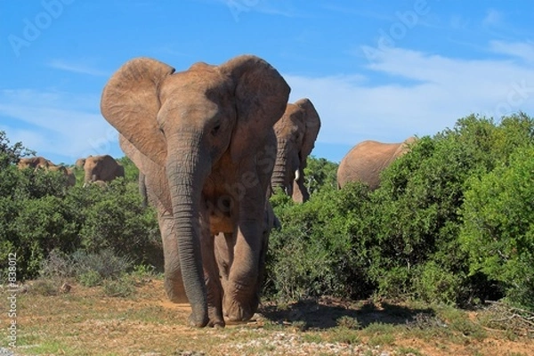 Obraz african elephant