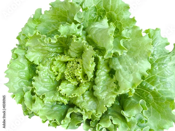Obraz lettuce