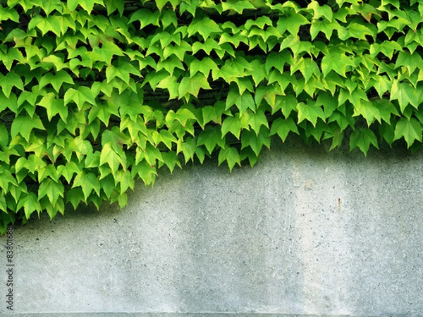 Obraz ツタのからまる壁