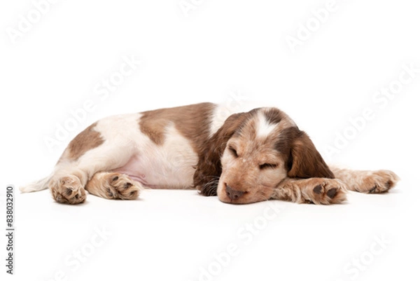Obraz A 8 week old puppy white and brown sable cocker English cocker spaniel. 