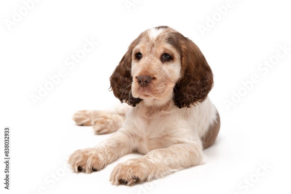Obraz A 8 week old puppy white and brown sable cocker English cocker spaniel. 