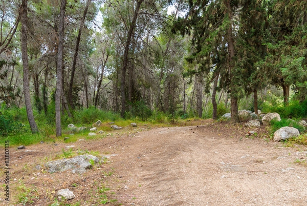 Obraz Beautiful forest road