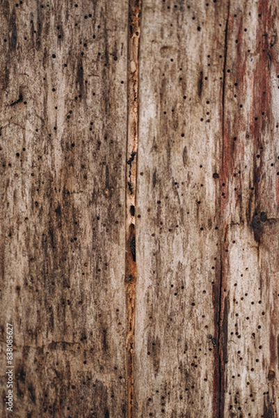 Obraz Black garden ant