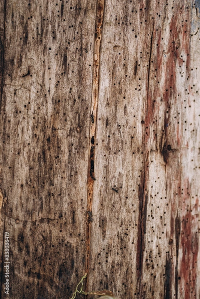 Obraz Black garden ant