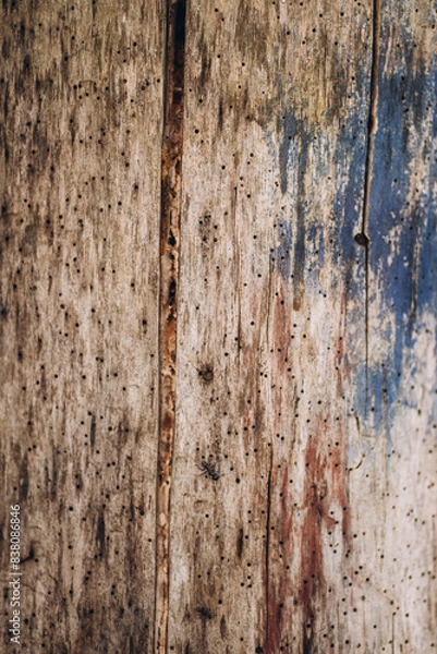 Obraz Black garden ant