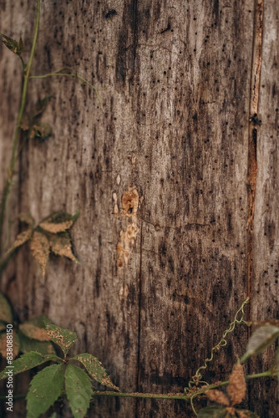 Obraz Black garden ant