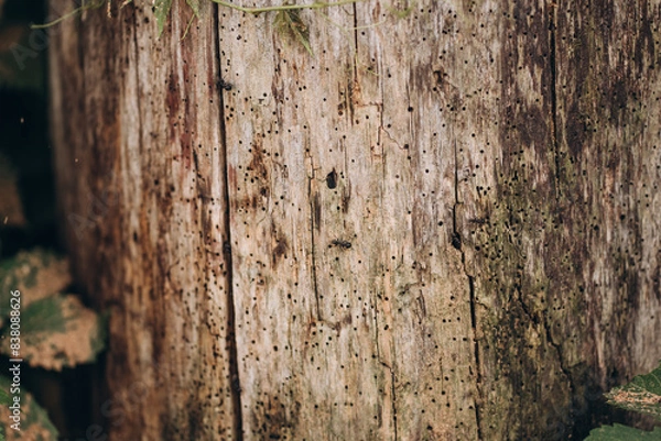 Obraz Black garden ant