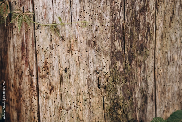 Obraz Black garden ant