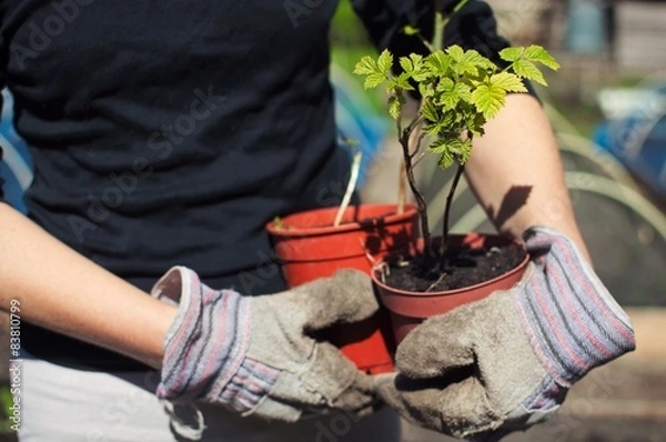 Obraz Holding raspberry plants