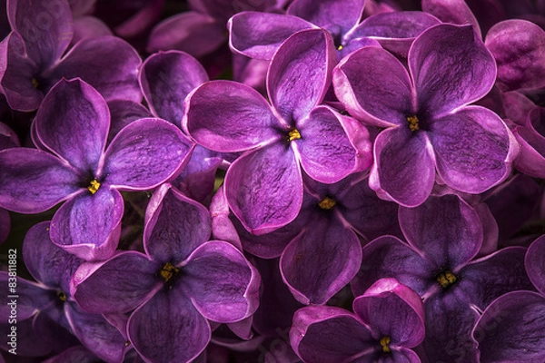 Fototapeta Makro obraz wiosennych fioletowych kwiatów bzu, streszczenie miękkich kwiatów