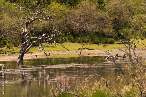 Obraz green landscape