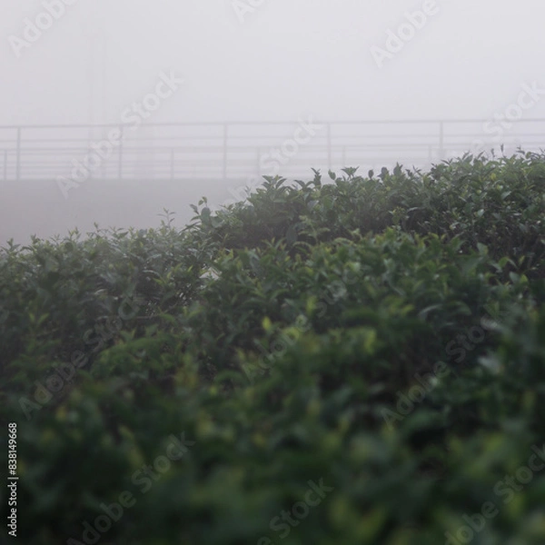 Obraz Tea leaves in Tea garden