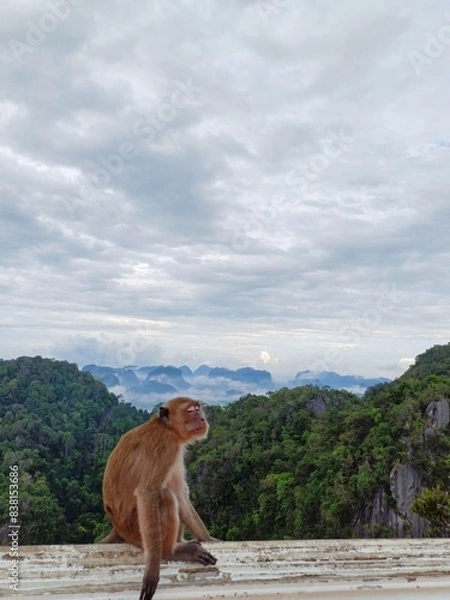 Fototapeta A wild monkey is sitting and sleeping on the wall. The background is mountains and thick fog.
