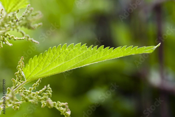 Obraz nettle plant  