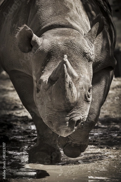 Fototapeta Endangered Black Rhino charges towards camera at local zoo