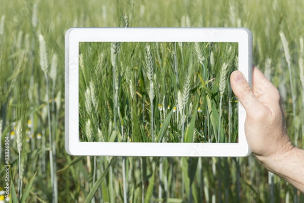 Fototapeta Cereal field seen through a tablet.