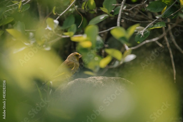 Obraz Buchfink sitzt hinter und vor Blättern