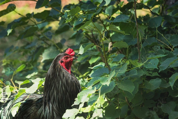 Obraz Schwarzer Seidenhahn steht vor Busch