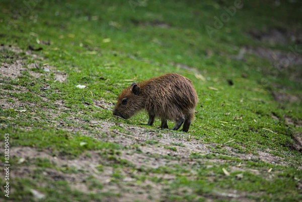 Obraz Capybara-Jungtier auf einer Wiese