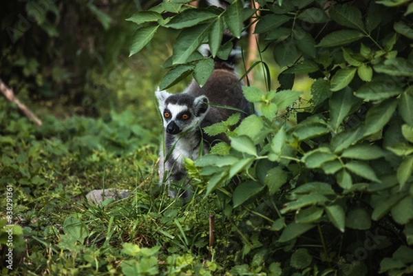 Obraz Katta steht hinter Busch voller Blättern