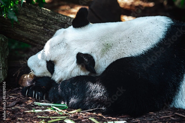 Obraz Großer Panda schläft