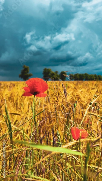 Fototapeta wheat field and poppies and cloudy sky
