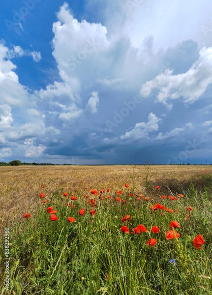 Fototapeta poppy field and cloudy sky
