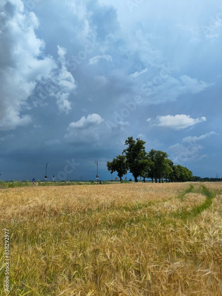 Fototapeta field of wheat and sky