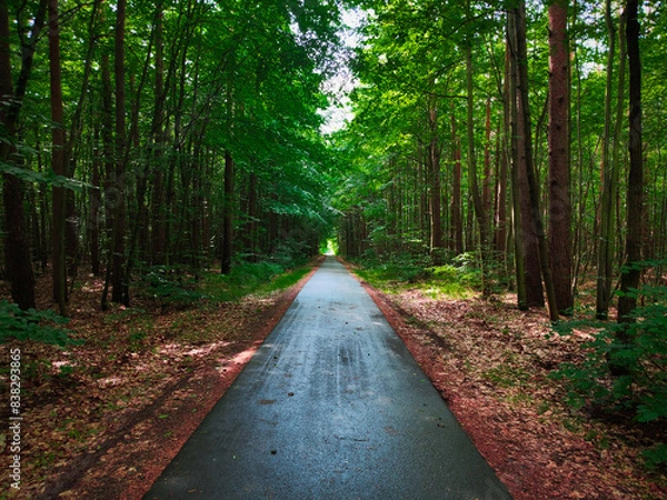 Fototapeta path in the woods