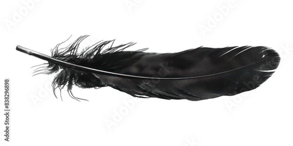 Obraz PNG Black feather white background lightweight