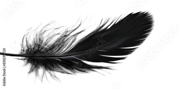 Obraz PNG Black feather white background lightweight