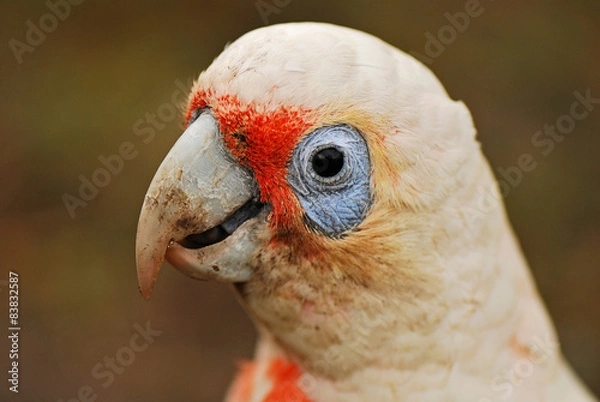 Obraz Little corella