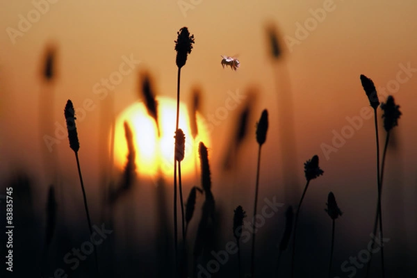 Obraz In flight bee at sunset