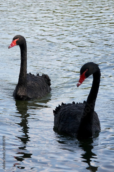 Obraz Black Swan