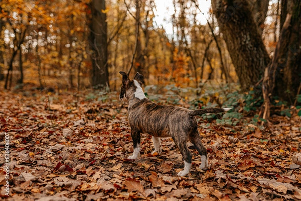 Obraz bullterrier miniature